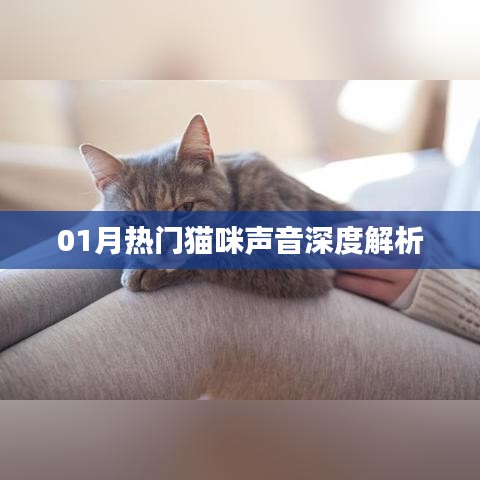 最新貓咪聲音解析，一月熱門喵聲探秘
