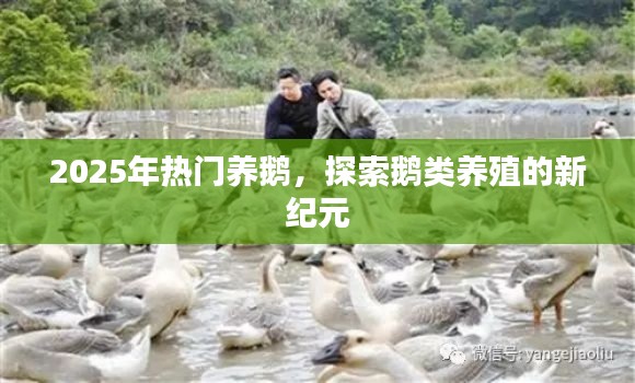 探索鵝類養(yǎng)殖新紀(jì)元，為何選擇養(yǎng)鵝成為熱門選擇？