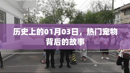 熱門寵物背后的故事，歷史上的1月3日揭秘
