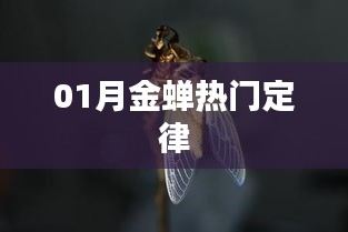 金蟬定律，揭秘一月份熱門趨勢