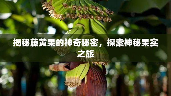 揭秘藤黃果的神奇秘密，探索神秘果實之旅
