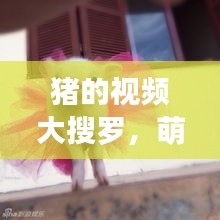 豬的視頻大搜羅，萌趣瞬間一網(wǎng)打盡！