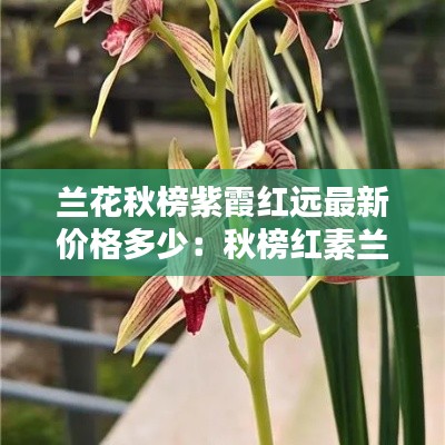 蘭花秋榜紫霞紅遠(yuǎn)最新價(jià)格多少：秋榜紅素蘭花圖片 