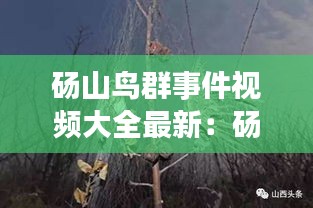 碭山鳥(niǎo)群事件視頻大全最新：碭山死三人 