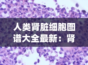 人類(lèi)腎臟細(xì)胞圖譜大全最新：腎臟細(xì)胞手繪圖 