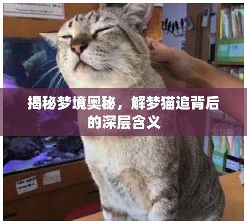揭秘夢(mèng)境奧秘，解夢(mèng)貓追背后的深層含義