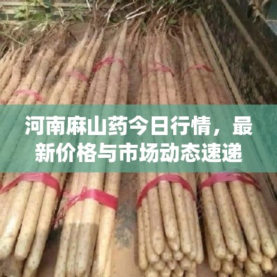 河南麻山藥今日行情，最新價格與市場動態(tài)速遞