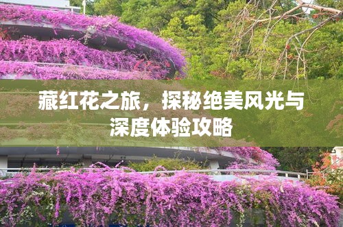 藏紅花之旅，探秘絕美風(fēng)光與深度體驗攻略