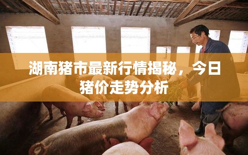 湖南豬市最新行情揭秘，今日豬價走勢分析
