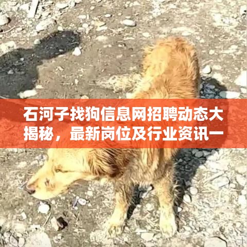石河子找狗信息網(wǎng)招聘動態(tài)大揭秘，最新崗位及行業(yè)資訊一網(wǎng)打盡