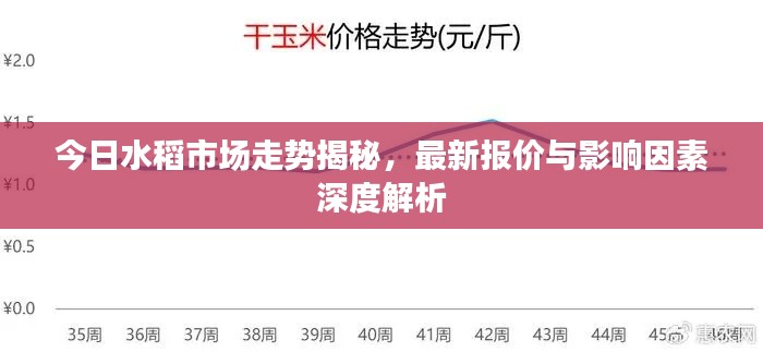 今日水稻市場(chǎng)走勢(shì)揭秘，最新報(bào)價(jià)與影響因素深度解析