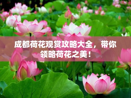 成都荷花觀賞攻略大全，帶你領(lǐng)略荷花之美！