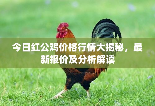 今日紅公雞價(jià)格行情大揭秘，最新報(bào)價(jià)及分析解讀