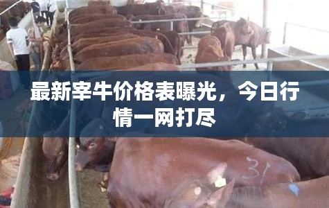 最新宰牛價(jià)格表曝光，今日行情一網(wǎng)打盡