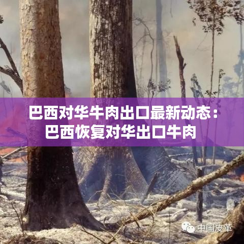 巴西對華牛肉出口最新動態(tài)：巴西恢復對華出口牛肉 