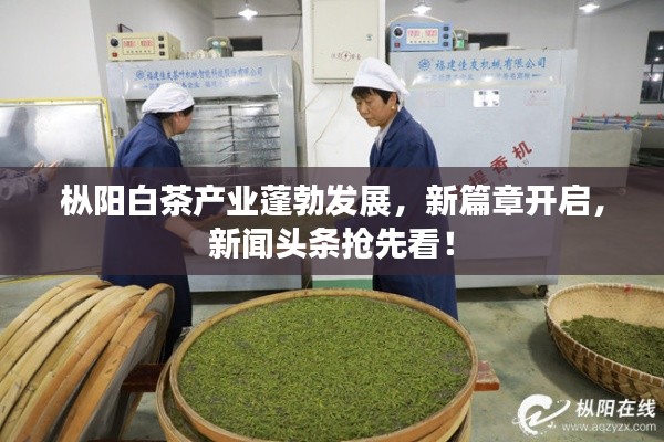 樅陽白茶產(chǎn)業(yè)蓬勃發(fā)展，新篇章開啟，新聞頭條搶先看！