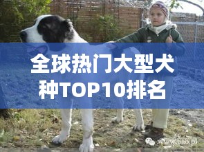 全球熱門大型犬種TOP10排名，你最想養(yǎng)哪一種？