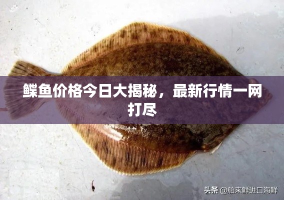 鰈魚價格今日大揭秘，最新行情一網打盡