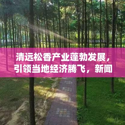 清遠(yuǎn)松香產(chǎn)業(yè)蓬勃發(fā)展，引領(lǐng)當(dāng)?shù)亟?jīng)濟(jì)騰飛，新聞?lì)^條揭秘松香魅力