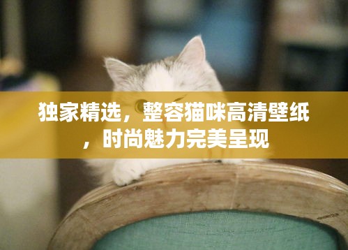 獨家精選，整容貓咪高清壁紙，時尚魅力完美呈現(xiàn)