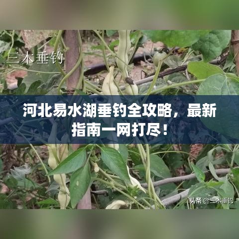 河北易水湖垂釣全攻略，最新指南一網(wǎng)打盡！