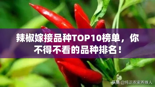 辣椒嫁接品種TOP10榜單，你不得不看的品種排名！