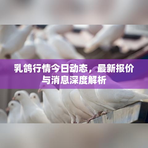 乳鴿行情今日動態(tài)，最新報價與消息深度解析