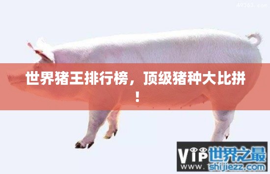 世界豬王排行榜，頂級豬種大比拼！