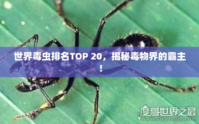 世界毒蟲(chóng)排名TOP 20，揭秘毒物界的霸主！