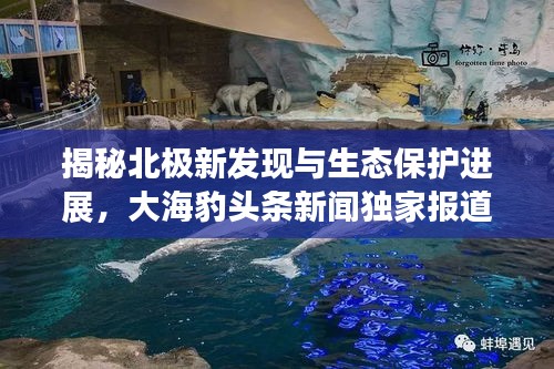 揭秘北極新發(fā)現(xiàn)與生態(tài)保護(hù)進(jìn)展，大海豹頭條新聞獨(dú)家報(bào)道