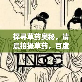 探尋草藥奧秘，清晨拍攝草藥，百度帶你領略自然之美！
