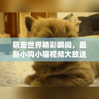 萌寵世界精彩瞬間，最新小狗小貓視頻大放送！