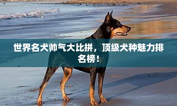 世界名犬帥氣大比拼，頂級犬種魅力排名榜！