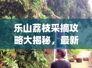 樂山荔枝采摘攻略大揭秘，最新指南助你暢游荔枝園