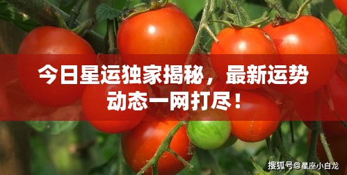 今日星運獨家揭秘，最新運勢動態(tài)一網(wǎng)打盡！