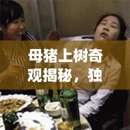 母豬上樹奇觀揭秘，獨家旅游攻略，帶你探秘獨特體驗！