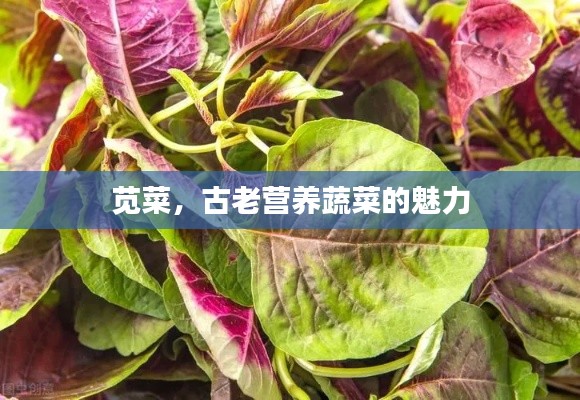 莧菜，古老營(yíng)養(yǎng)蔬菜的魅力