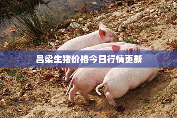 呂梁生豬價格今日行情更新
