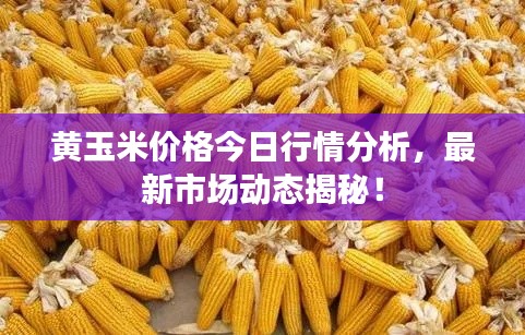 黃玉米價(jià)格今日行情分析，最新市場(chǎng)動(dòng)態(tài)揭秘！