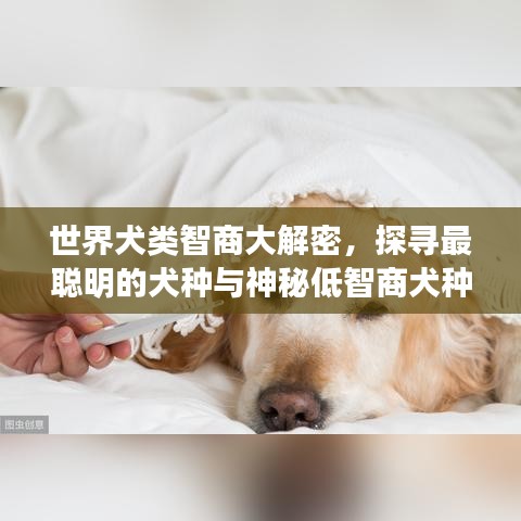 世界犬類(lèi)智商大解密，探尋最聰明的犬種與神秘低智商犬種之謎！