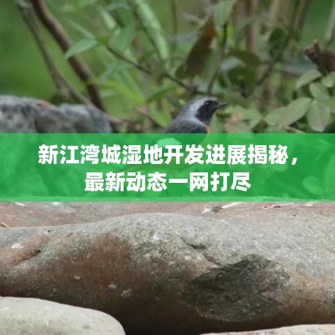 新江灣城濕地開發(fā)進展揭秘，最新動態(tài)一網(wǎng)打盡