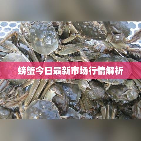 螃蟹今日最新市場(chǎng)行情解析