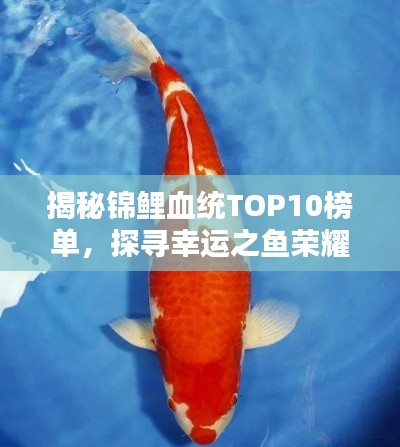 揭秘錦鯉血統(tǒng)TOP10榜單，探尋幸運(yùn)之魚(yú)榮耀上榜的奧秘！