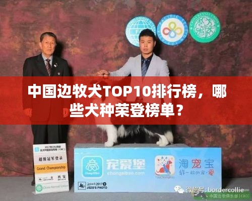 中國(guó)邊牧犬TOP10排行榜，哪些犬種榮登榜單？