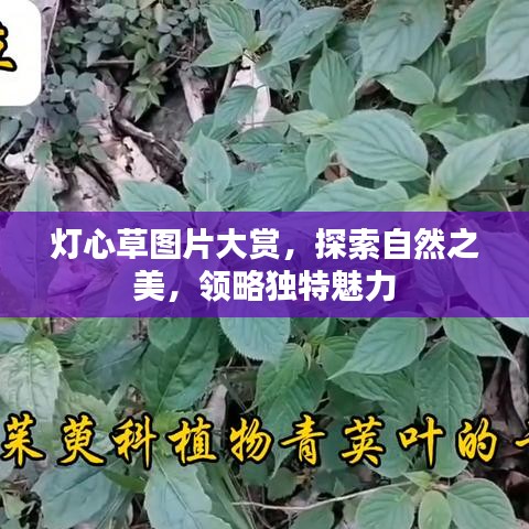 燈心草圖片大賞，探索自然之美，領(lǐng)略獨特魅力