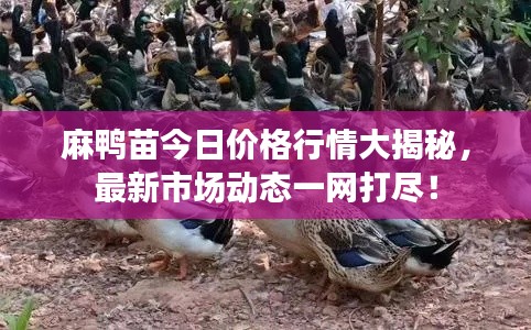麻鴨苗今日價(jià)格行情大揭秘，最新市場(chǎng)動(dòng)態(tài)一網(wǎng)打盡！