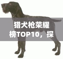 獵犬槍榮耀榜TOP10，探尋最強武器的震撼排名！