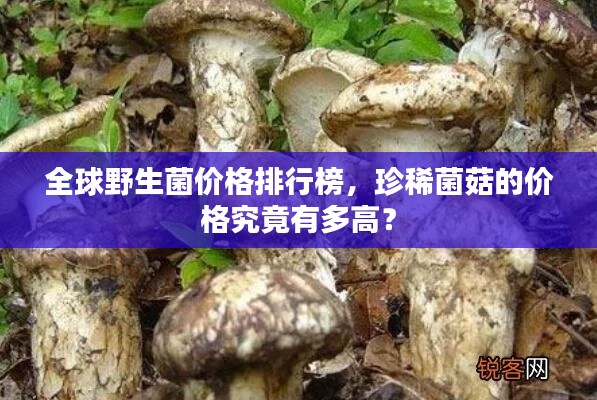 全球野生菌價格排行榜，珍稀菌菇的價格究竟有多高？
