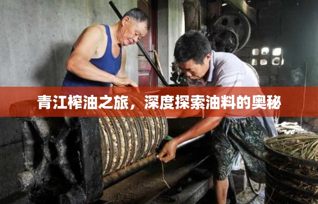 青江榨油之旅，深度探索油料的奧秘