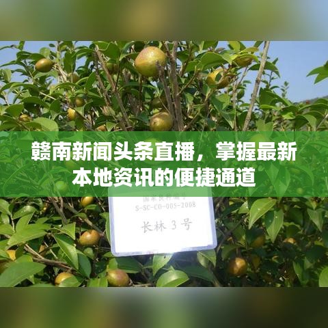 贛南新聞?lì)^條直播，掌握最新本地資訊的便捷通道